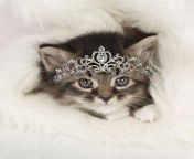cat somali x tabby kitten wearing tiara 24510412.jpg from somali x x x