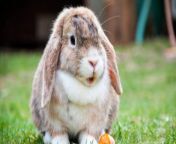 weird wonderful bunnies header update 1140.jpg from bunnies