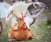 chickens mating.jpg from hen mating chicken