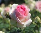 strauchrose eden rose 85 m002954 w 6.jpg from iedin rose