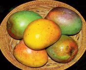 langer mango sweet all climate.jpg from malgova mami ki