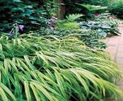japanese hakone forestgrass path 05c7d171 557eae64ffff4c3b93654b199b81b81e.jpg from japanese grass