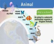 animal definition and example.jpg from 3 xxx sabnurfuck animas