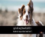 कुत्ते की आयु कितनी होती है kutte ki aayu kitni hoti hai.jpg from चूत कितनी चौड़ी होती है फोटो images com