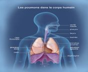 cancer poumons 1 les poumons dans le corps humain popin.jpg from poumon
