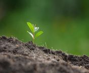 close up picture of the sapling of the plant is growing scaled e1621433952926 2048x1366.jpg from salipng