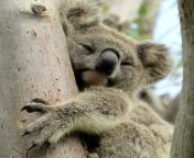 koala credit friends of the koala inc img 3516 1024x1004.jpg from koal apuna gay