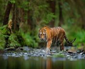 tiger in stream 2019 07 29.jpg from tiger wild