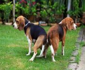 beagle dogs mating in the garden sigma s shutterstock.jpg from dogs once again mating