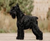 miniature schnauzer black dog standing outdoors annazhidkova shutterstock jpeg from black min