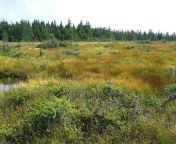 bog in a boreal forest.jpg from www bog