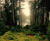 magical forest scene in new zealand.jpg from in the forest
