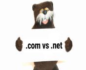 a bear holding a sign that reads com vs net jpgsize768x0 from www com vs