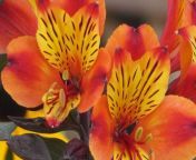 alstroemeria indian summer peruvian lily 780x520 webp from indian lily self
