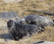 gray seal pup.jpg from phone sex audio climal seal asin xxx video com