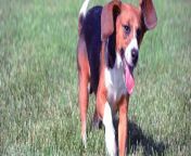 beagle running in grass.jpg from dogs and beeg com gill