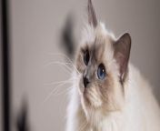 sacred birman cat big blue eyes.jpg from birman
