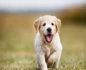 golden retriever puppy running in field sw.jpg from perro cachorro