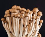brown mushroom 53494 scaled.jpg from mushrooms