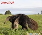 غرائب و عجائب الانسان و الحيوان 1 jpg 181722 from غرائب ال