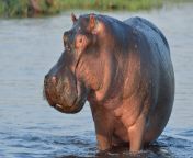 hippo 560952.jpg from hippo s