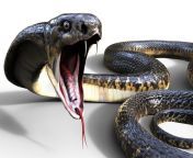 selain kobra ini deretan ular mematikan lain koleksi indonesia qcnbebyd4bss.jpg from ular
