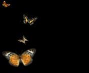 ministry butterfly effect.png from srilankan vill