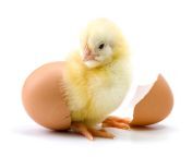 baby chick hatching jpgv1686332104 from chick