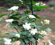 jasminum sambac mogra arabian jasmine plant 2.jpg from jasmine arabic