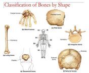 types of bones 78.jpg from bone