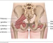 deep lateral rotator group of the hip joint posterior view 1024x605 1 800x605.jpg from the abduction female muscle