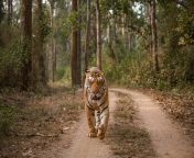 tiger safari in kanha 2.jpg from kanha