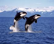 killer whale orcinus orca pair leaping canada stockpack istock.jpg from orke