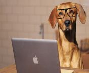 dog using laptop computer e1487627703339.jpg from doggy