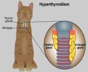 hyperthyroidism.jpg from thidoip cat