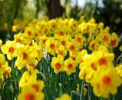 ultimate guide to jonquil flower meaning and symbolism jpeg from jongul