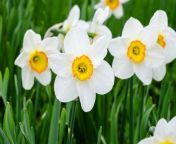 the meaning symbolism and cultural significance of jonquil flowers jpeg from jongul
