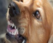 close up of golden retriever snarl with hard stare and teeth bared 600 canva jpgkeepprotocol from www videoxxxdog comifi clousup ma