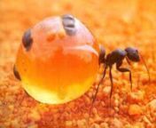 bigbut ant.jpg from big fat ant