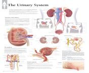 urinary system anatomical wall chart 1.jpg from date urine part