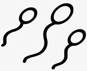 51 514904.png file sperm.png from cum png