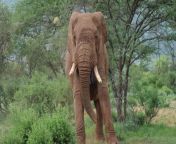 edison after being re collared in april 2023 © alice clark save the elephants 4 1067x600.jpg from tbm robbie naked photosess