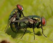 greenbottleflies.jpg from flys