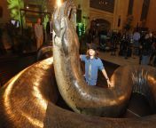smithsonian titanoboa 284.jpg from the bigest snake in the world
