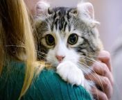 gettyimages 1208220393 e1612811442160 jpgw2097 from small age kitty