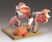 ms3 ac male genital organs.jpg from genitals