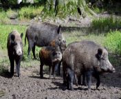 636288255320258571 xxx wild boars 3880 90475732.jpg from boar rate xxx