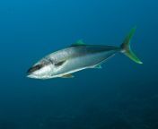 7 facts about the yellowtail king fish.jpg from inggish