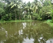 296 2963036 indian village pond village pond in india.jpg from desi village pond naked bathুধ