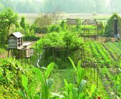 organic farming 1.jpg from bangladesi village farmar sex salina bangladsh ena yesmin cox sbazar sex xxx vadio